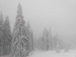 Nature under the snow during winter. Slovakia