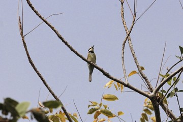 White-throated bee-eater (Merops albicollis) on a branch