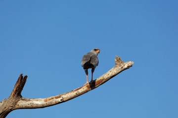 Eastern chanting goshawk (Melierax poliopterus)