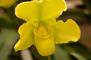 Fototapeta premium Yellow orchid blossum