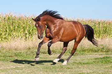 Nice brown horse running on the pasture in summer