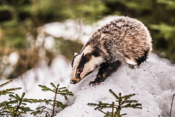 badger running in snow, winter scene with badger in snow © vaclav