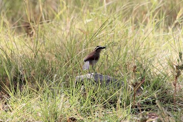 Black-crowned tchagra (Tchagra senegalus)