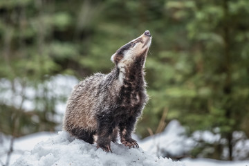 badger running in snow, winter scene with badger in snow