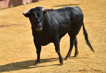 toro en plaza de toros
