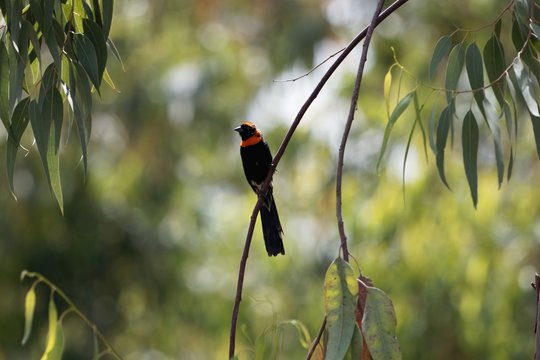 Male red-collared widowbird (Euplectes ardens)
