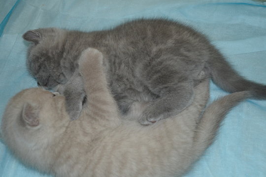  kittens
