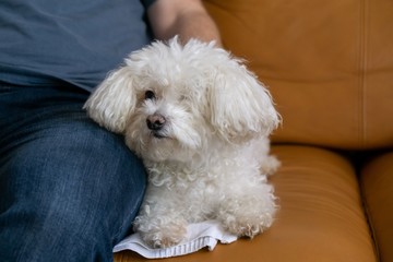 Cute bichon dog. Slovakia