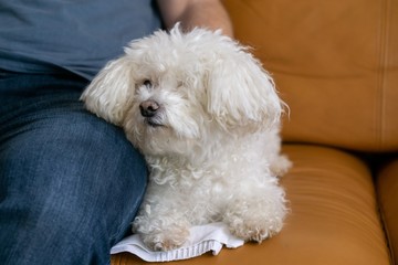 Cute bichon dog. Slovakia