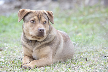 Puppy dog rest in a backyard home 