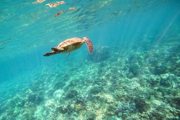 Fototapeta na wymiar Green sea turtle above coral reef underwater photograph in Hawaii