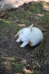 un buffo coniglietto bianco