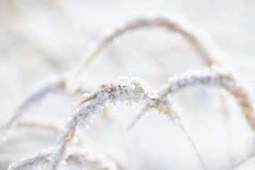 Grass branches frozen in the ice. Frozen grass branch in winter. Branch covered with snow.