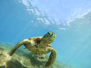 Green sea turtle above coral reef underwater photograph in Hawaii