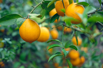 Branches of lemon tree