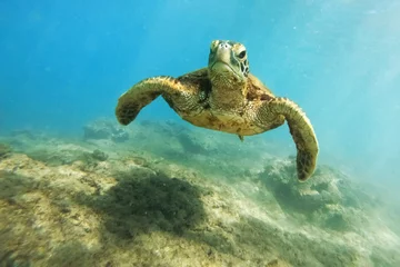 Gordijnen Groene zeeschildpad boven koraalrif onderwaterfoto in Hawaii © Mariusz Blach