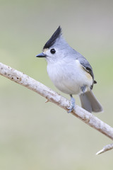 Black crested titmouse perched on a branch eating backyard outside home feeder