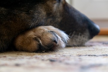 Paws of German Shepherd Dog. Slovakia