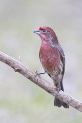 House finch outside backyard home feeder perched on a branch