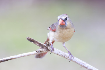 Northern cardinal perched on a branch outside backyard home feeder