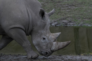 Naklejka premium Rhino head closeup walking