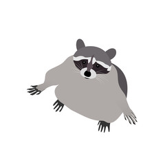 Raccoon vector illustration