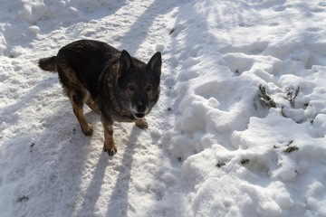 German Shepherd Dog enjoying the snow during winter. Slovakia