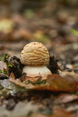 Close up of blusher mushroom on the forest