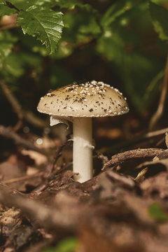 Close up of panther cap (Amanita pantherina) mushroom on the forest