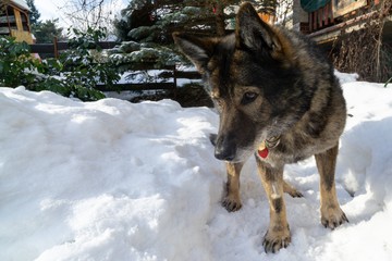 German Shepherd Dog enjoying the snow during winter. Slovakia
