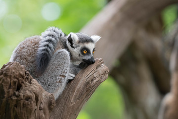Grey Lemur sitting on a tree branch with his fluffy tail