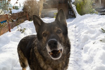 German Shepherd Dog enjoying the snow during winter. Slovakia