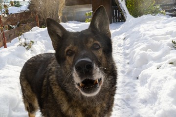 German Shepherd Dog enjoying the snow during winter. Slovakia