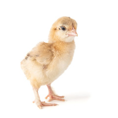 A small chick of bantam silkie isolated on a white background