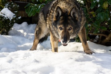 German Shepherd Dog enjoying the snow during winter. Slovakia