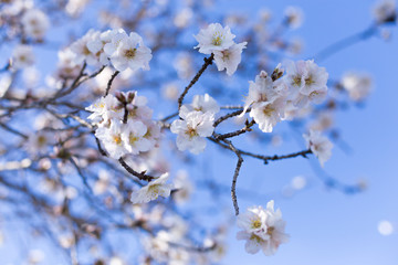 Obraz premium Spring border or background art with pink almond blossoms, beautiful nature scene with blooming tree, sky on an Easter sunny day. Spring flowers in Spain, Europe.