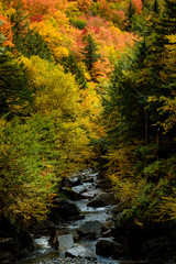 River path in trees