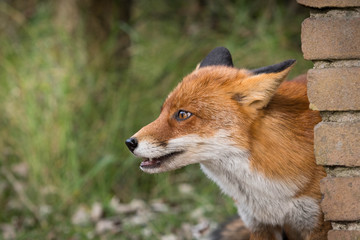 Fox head photo