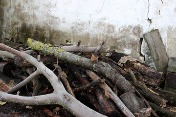 Felled branches of a tree, in a pile. Tree trunks are covered with green growths / moss. Against the background of a concrete shabby old wall with cracks. Invoice.
