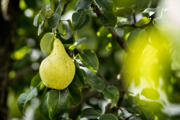 Tasty young healthy organic juicy pears hanging on a branch