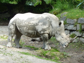 Naklejka premium Nashorn