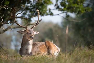 Naklejka na ściany i meble A male deer with gorgeous antlers