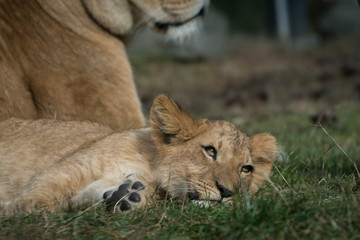 Lion cub laying on the grass next to his mom