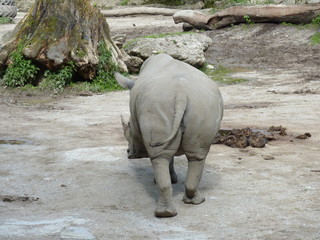Naklejka premium Nashorn