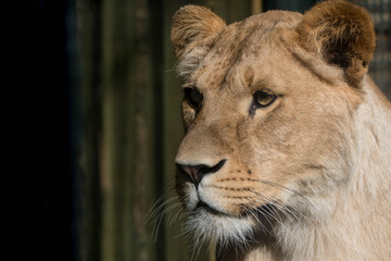 Vrouwelijke leeuw close-up