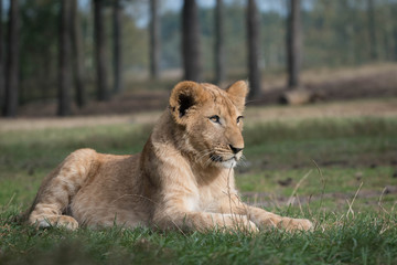 Fototapeta na wymiar Lion cub just laying on the grass