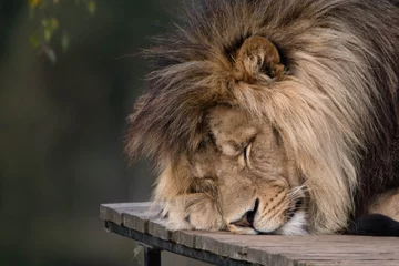 Foto op Plexiglas Olijfgroen Grote mannelijke leeuw slapen