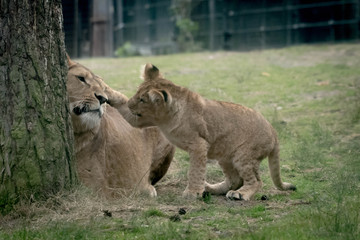 Small lion cub playing with his mom