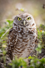 Burrowing Owl