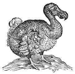 Dodo Bird Isolated on White © joerivera